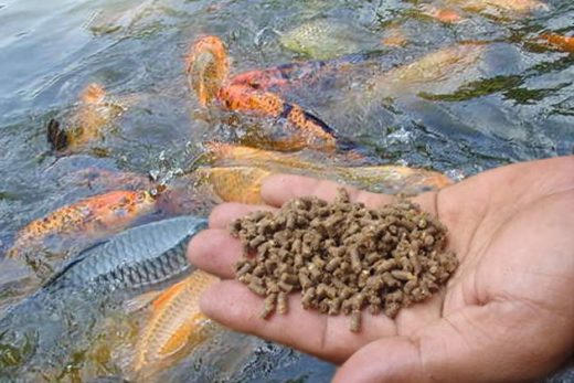 Usaha pakan ikan rumahan