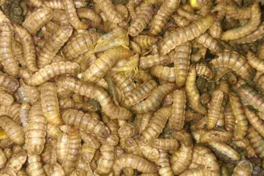 bahan pakan maggot organik